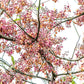 5 PINK SHOWER TREE Cassia Javanica aka Rainbow Shower & Apple Blossom Tree Two Tone Pink, White, Yellow Flower Seeds