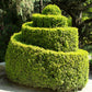 30 AMERICAN BOXWOOD Common Buxus Sempervirens European Box Shrub Seeds