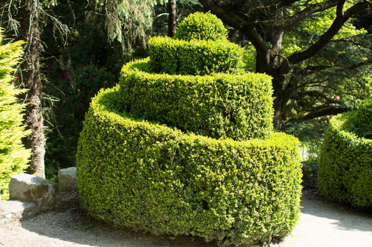 30 AMERICAN BOXWOOD Common Buxus Sempervirens European Box Shrub Seeds