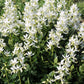 10 GAS PLANT MIX Dictamnus Albus Mixed Colors White Red Pink Lilac Flower Seeds