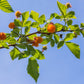 20 SALMONBERRY RUSSIAN RASPBERRY Rubus Spectabilis Fruit Seeds Purple Flowers