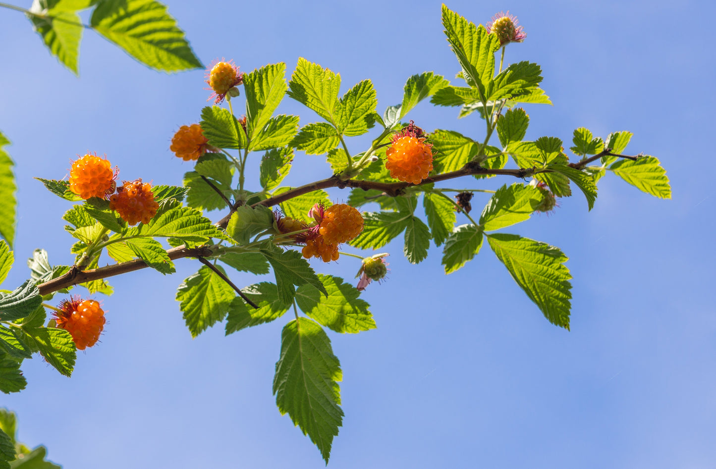 20 SALMONBERRY RUSSIAN RASPBERRY Rubus Spectabilis Fruit Seeds Purple Flowers