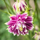 25 NORA BARLOW Pink COLUMBINE Aquilegia Caerulea Flower Seeds