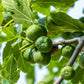 30 COMMON Edible FIG TREE Ficus Carica Purple Brown Skin Pink Flesh Fruit Seeds