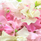 60 Mixed Colors SWEET PEA ROYAL Family Mix Lathyrus Odoratus Flower Vine Seeds
