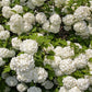 30 EUROPEAN CRANBERRY / SNOWBALL Tree Guelder Rose Viburnum Opulus Red Fruit White Flower Seeds