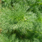 1000 GERMAN CHAMOMILE Matricaria Recutita Chamomilla Herb Flower Seeds