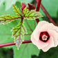 50 ROSELLE HIBISCUS Sabdariffa Rosella Fruit White & Red Flower Seeds