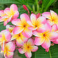 10 MIXED COLORS PLUMERIA Seeds - Lei Flower Frangipani Mix Fragrant Shrub Small Tree Pink Red Yellow White Peach Two Tone
