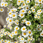 300 FEVERFEW Tanacetum Parthenium Herb Flower Seeds