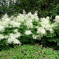 50 WHITE GOATS BEARD (like Astilbe) Aruncus Dioicus Flower Seeds