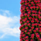 25 TOWER OF JEWELS Red Bugloss Echium Wildpretii Ruby Hummingbird Flower Seeds