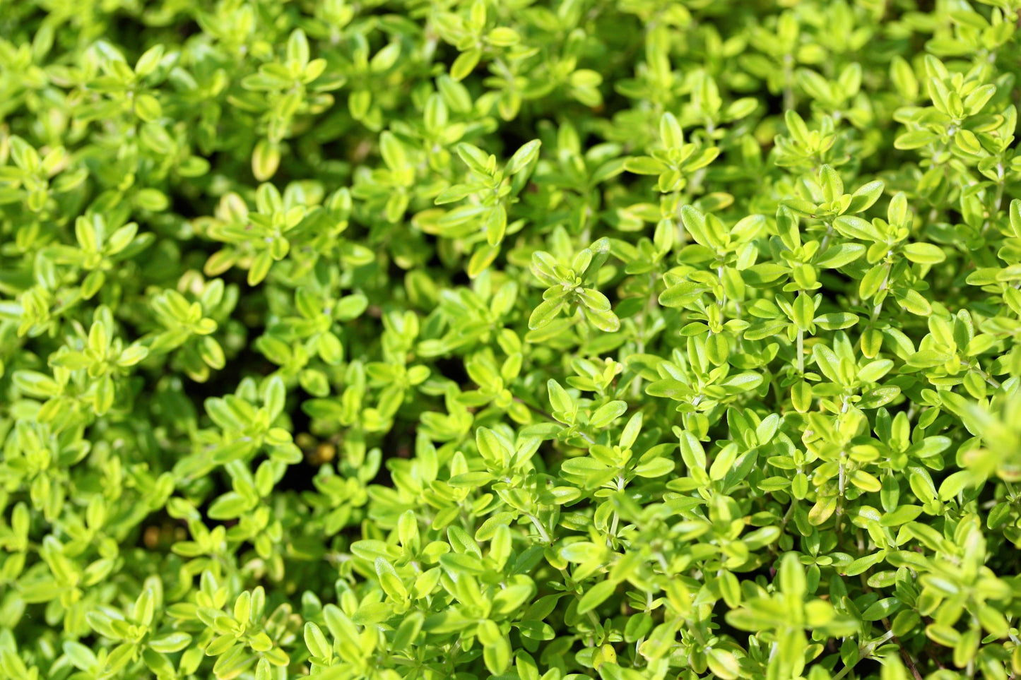 10,000 BULK LEMON THYME Thymus Pulegioides Herb Purple Flower Fragrant Evergreen Seeds