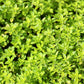 1000 LEMON THYME Thymus Pulegioides Herb Purple Flower Fragrant Evergreen Seeds