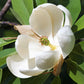 10 SWEETBAY MAGNOLIA Virginiana TREE Shrub Native Sweet Bay, White Bay, Laurel Magnolia - White 3" Fragrant Flower Seeds