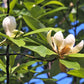 10 SWEETBAY MAGNOLIA Virginiana TREE Shrub Native Sweet Bay, White Bay, Laurel Magnolia - White 3" Fragrant Flower Seeds