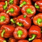 100 PIMENTO PEPPER (Red Sweet Pimientio / Italianelle / Cheese, Roasting, Frying Pepper) Capsicum Annuum Seeds