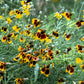 500 MEXICAN HAT Ratibida Columnaris Columnifera Red & Yellow Native Flower Seeds