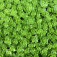 50 PURPLE CARPET SEDUM Spurium Coccineum Groundcover Flower Seeds
