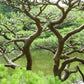 10 Japanese BLACK PINE TREE Evergreen Pinus Thunbergii Seeds