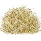 100 CIMARRON ALFALFA Medicago Sativa Ground Cover Forage Purple Flower Seeds