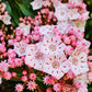 50 MOUNTAIN LAUREL White Pink Red Kalmia Latifolia Shrub Bush Seeds