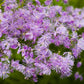 5 COLUMBINE MEADOW RUE Thalictrum Aquilegifolium Purple Pink Flower Seeds
