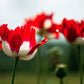 500 DANISH FLAG POPPY Red & White Queens Poppy Papaver Somniferum Danebrog Flower Seeds