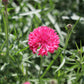 750 Red BACHELOR'S BUTTON / CORNFLOWER Centaurea Cyanus Flower Seeds