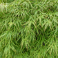 10 WEEPING LACELEAF MAPLE Japanese Acer Palmatum Dissectum Green Yellow Red Tree Seeds