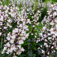 25 HUSKER RED PENSTEMON Digitalis Foxglove Beardtongue White Flower Seeds