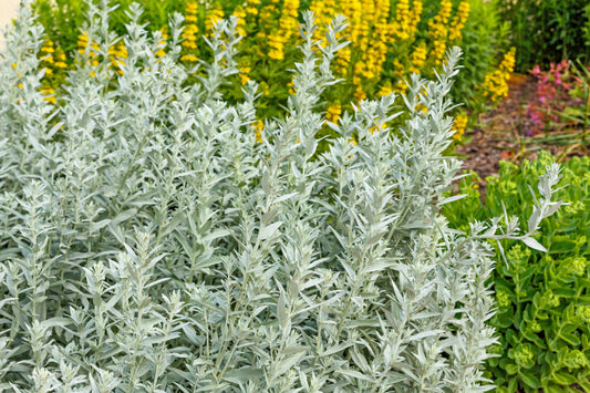 200 PRAIRIE SAGE (Wormwood / Fringed Sagebrush / Sagewort) Artemisia Ludoviciana Flower Seeds