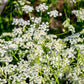 400 CARAWAY Carum Carvi HERB Flower Seeds