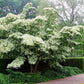 5 Flowering WHITE KOUSA DOGWOOD Cornus Kousa Tree Seeds