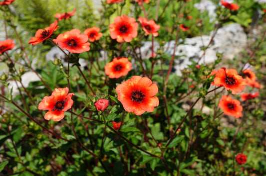 50 NEPAL CINQUEFOIL / POTENTILLA Nepalensis Pink Red Flower Seeds