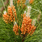5 Pine Nut ITALIAN STONE PINE Pinus Pinea Umbrella Tree Seeds