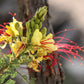 5 DESERT BIRD OF PARADISE Shrub Caesalpinia Gilliesii Poinciana Red & Yellow Flower Seeds