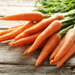 1500 TENDERSWEET CARROT Deep Orange Red Daucus Carota Vegetable Seeds