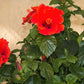 10 Luna RED HARDY HIBISCUS Hibiscus Moscheutos Balhibred Flower Seeds