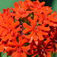70 RED LYCHNIS Chalcedonica Campion Silene Maltese Cross Flower Seeds