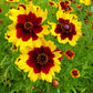 1000 PLAINS COREOPSIS (Golden Tickseed) Coreopsis Tinctoria Flower Seeds
