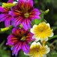 200 Mixed Colors PAINTED TONGUE (Velvet Trumpet Flower) Salpiglossis Grandiflora Virgiana Flower Seeds