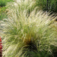 25 MEXICAN FEATHER GRASS Pony Tails Ornamental Stipa Tenuissima Nassella Seeds Wind Whisp