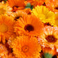 500 Mixed Colors FANCY MIX Pot MARIGOLD Calendula Officinalis Flower Seeds