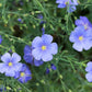 100 BLUE FLAX (Prairie Flax / Lewis Blue Flax) Linum Perenne Lewisii Flower Seeds