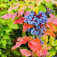 20 OREGON GRAPE Holly Fruit Vine Hollyleaved Barberry Mahonia Aquifolium Seeds