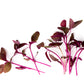 50 Organic RED AZTEC SPINACH Huauzontle Chenopodium Berlandieri Greens Vegetable Seeds