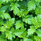 300 FEVERFEW Tanacetum Parthenium Herb Flower Seeds