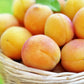 5 COMMON APRICOT Fruit Tree Prunus Armeniaca White Pink Flower Seeds