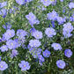 100 BLUE FLAX (Prairie Flax / Lewis Blue Flax) Linum Perenne Lewisii Flower Seeds